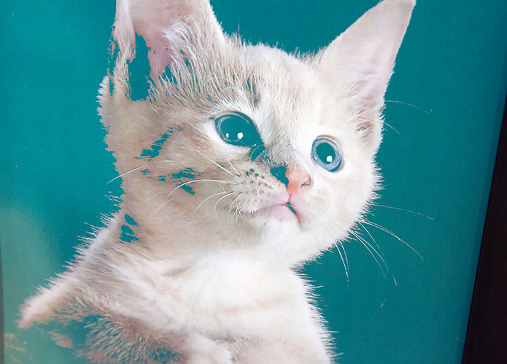 closeup of pet cat edited in retro style
